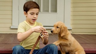 A Dog's Purpose (2017) Full Movie - HD 1080p BluRay