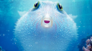 Puff: Wonders of the Reef (2021) Full Movie - HD 720p